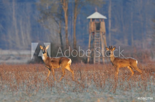 Bild på Deer in winter  morning and hunting tower in background